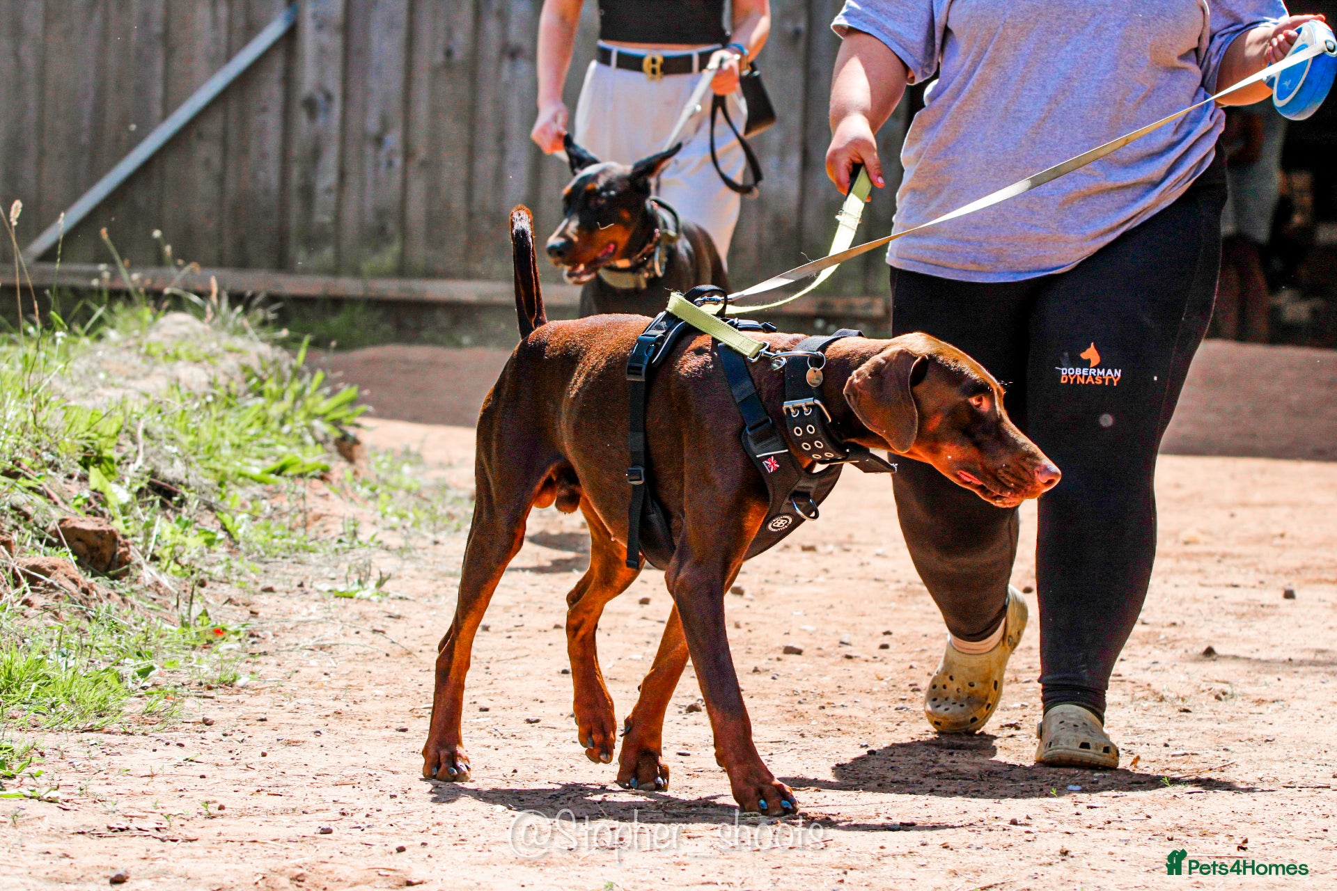 Dobermann dogs 2 year old boy for new home - Advert 1