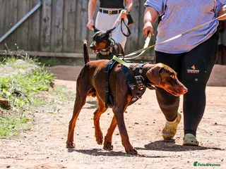 Dobermann dogs 2 year old boy for new home - Advert 2