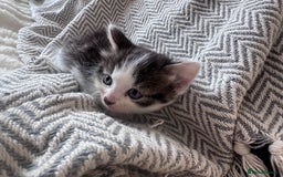 Mixed Breed cats for sale: Mix breed kittens  - Image 2