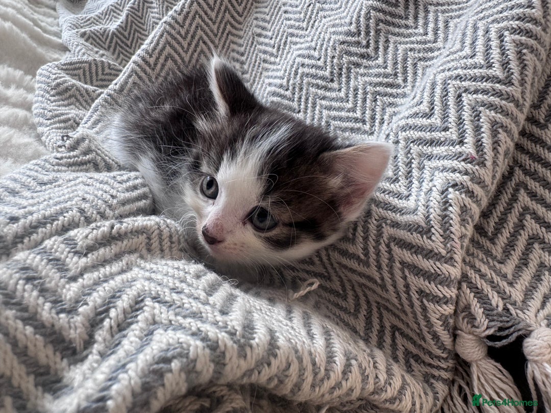 Mixed Breed cats for sale: Mix breed kittens  - Image 2