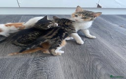 Mixed Breed cats for sale: Beautiful mixed breed ready to leave now x  - Image 8