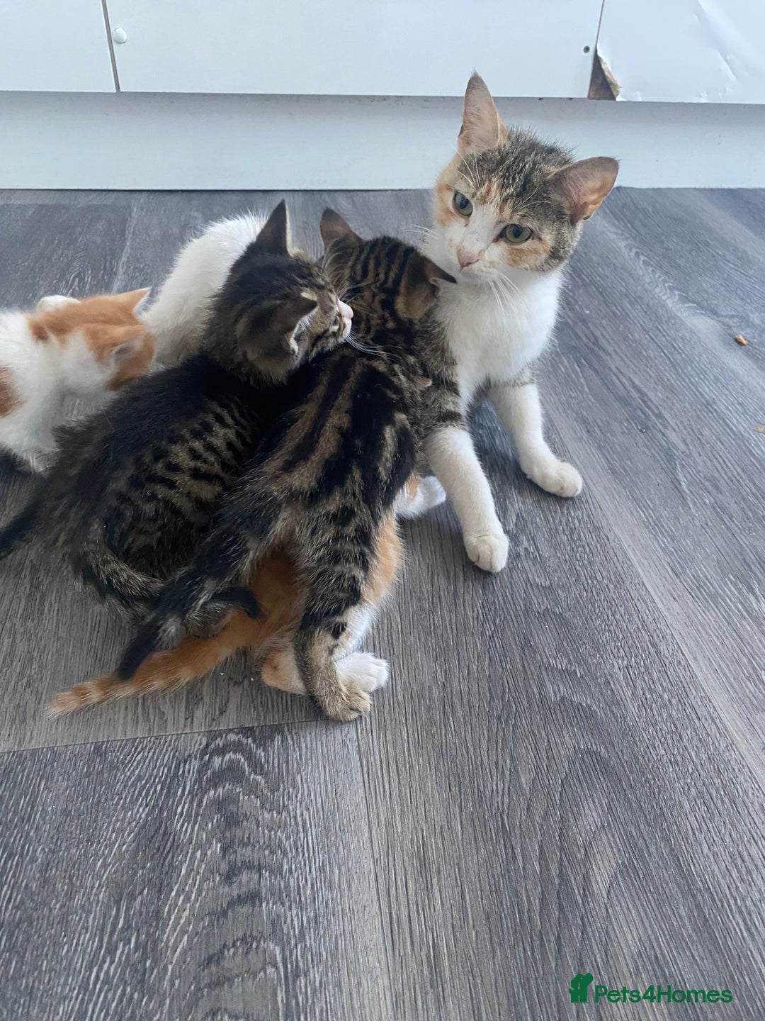 Mixed Breed cats for sale: Beautiful mixed breed ready to leave now x  - Image 8
