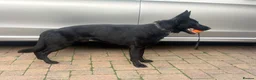 German Shepherd dogs for sale: STUNNING 1-YEAR-OLD BLACK GERMAN SHEPHERD MALE in London - Advert 5