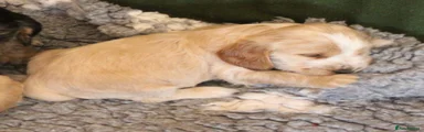Cocker Spaniel 5