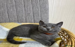British Shorthair cats for sale: One Beautiful British short hair kitten available  - Image 4