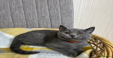 British Shorthair cats - Advert 15