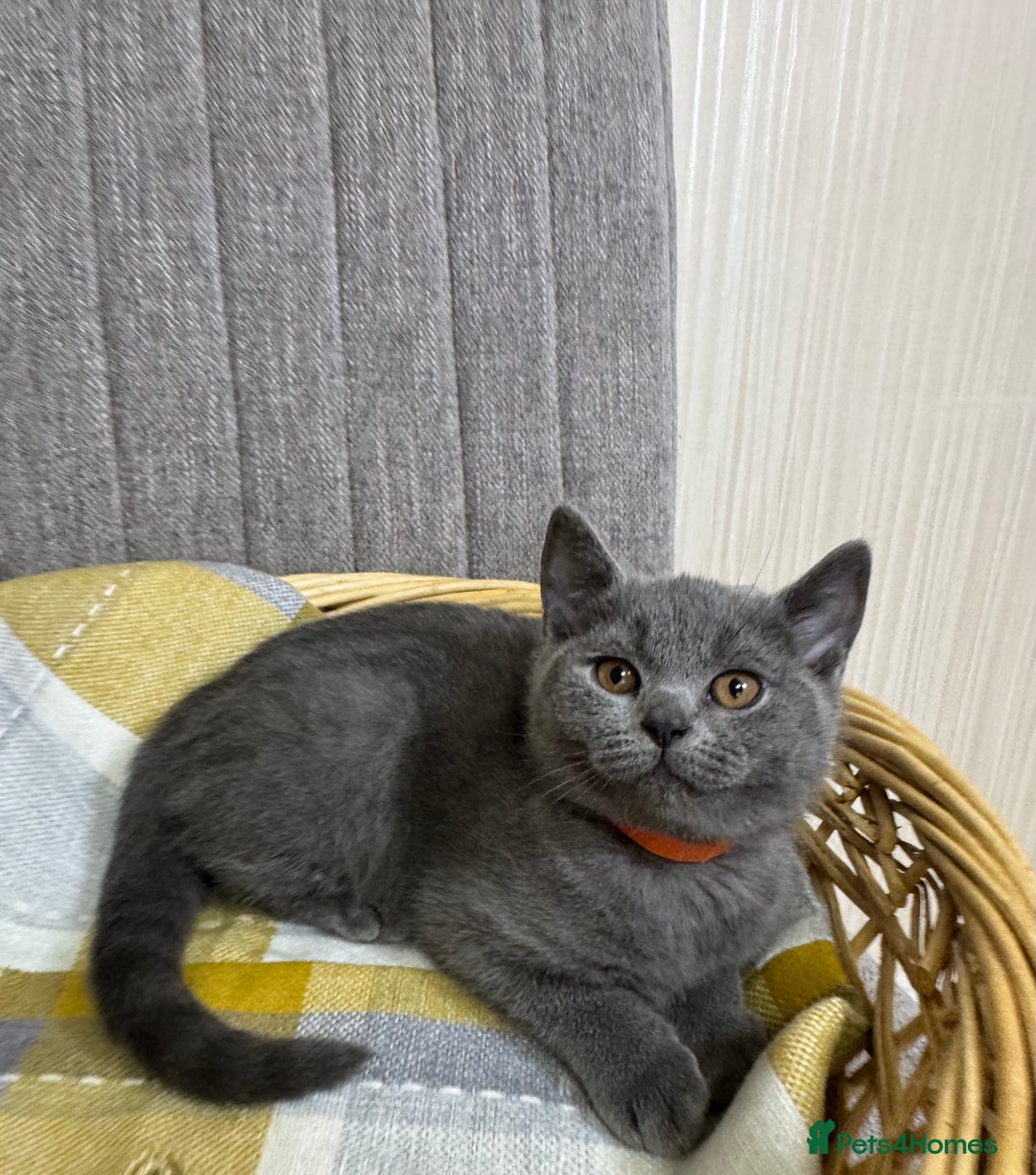 British Shorthair cats for sale: One Beautiful British short hair kitten available  - Image 4