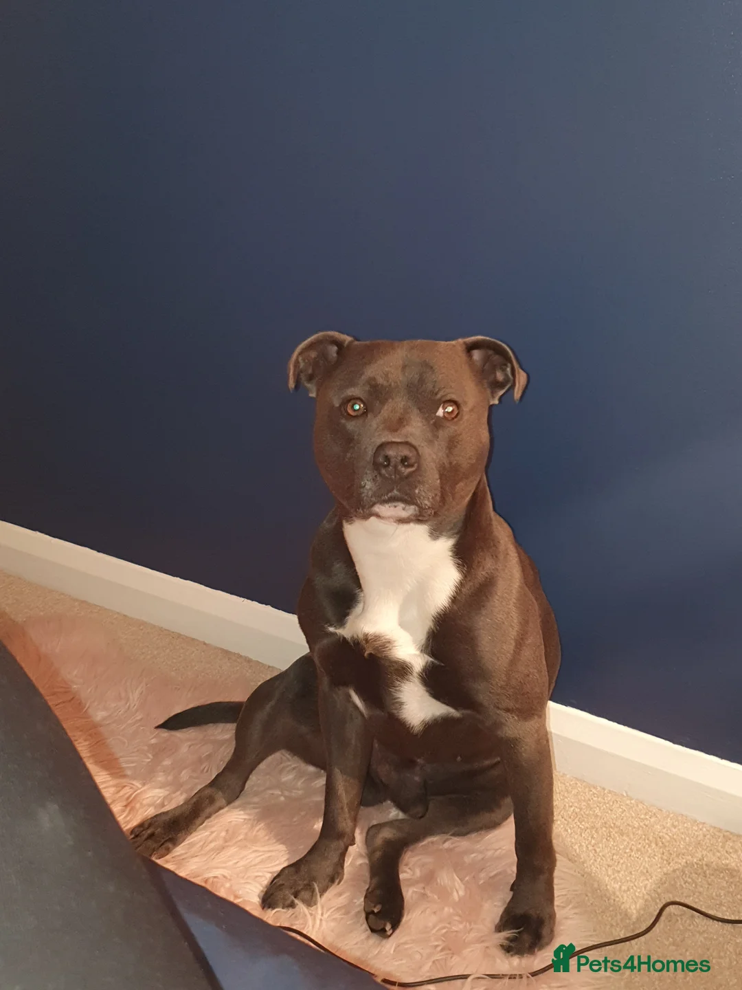 Staffordshire Bull Terrier dogs for stud: *PROVEN stud* Blue Staffordshire bull terrier in Middlesbrough - Advert 10
