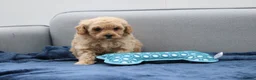 Cavapoochon dogs for sale: Cavapochon puppies for sale - Advert 12
