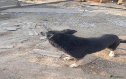 Mixed Breed dogs for adoption: Meet Ollie, currently residing in Essex  - Image 3