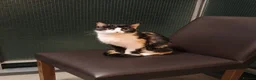 Mixed Breed cats for adoption: Rescue cat, beautiful Calico - Advert 3
