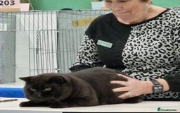 British Shorthair cats for sale: British Shorthair Queen Proven & Show Winning - Image 8