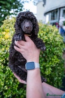 Miniature Poodle dogs - Advert 15