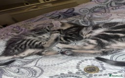 Domestic Shorthair cats for sale: Beautiful boys for sale  - Image 16