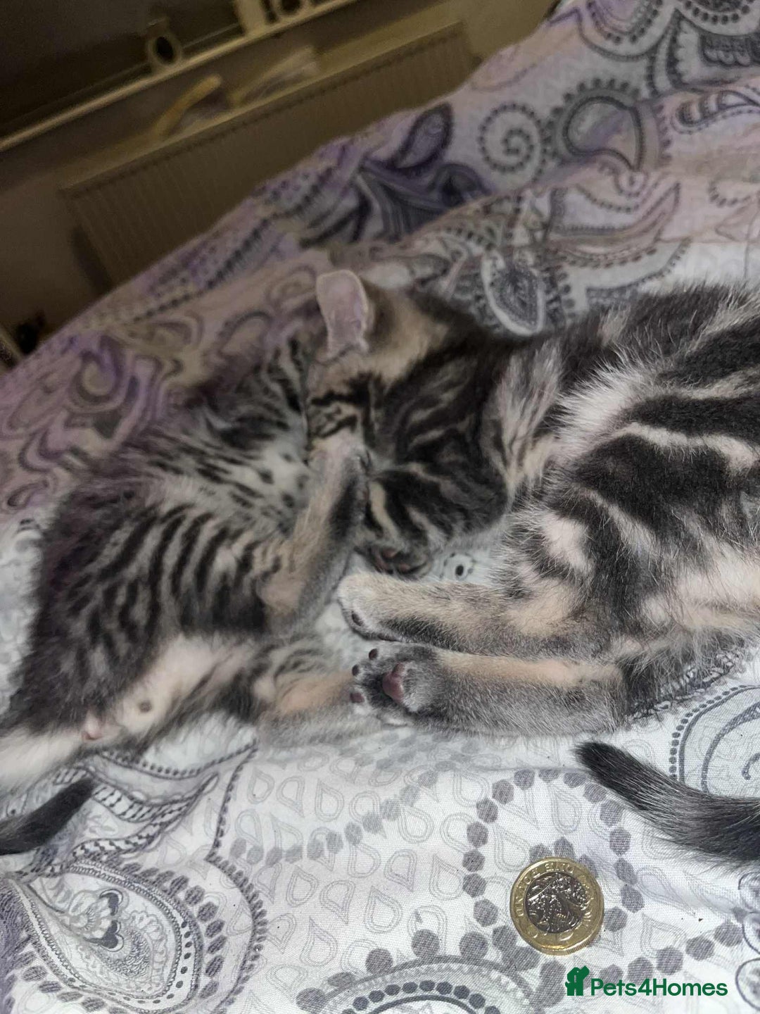 Domestic Shorthair cats for sale: Beautiful boys for sale  - Image 16