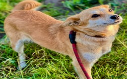 Miniature Pinscher dogs for adoption: Lisa’s Story: Saved Minutes Before Death - Image 9