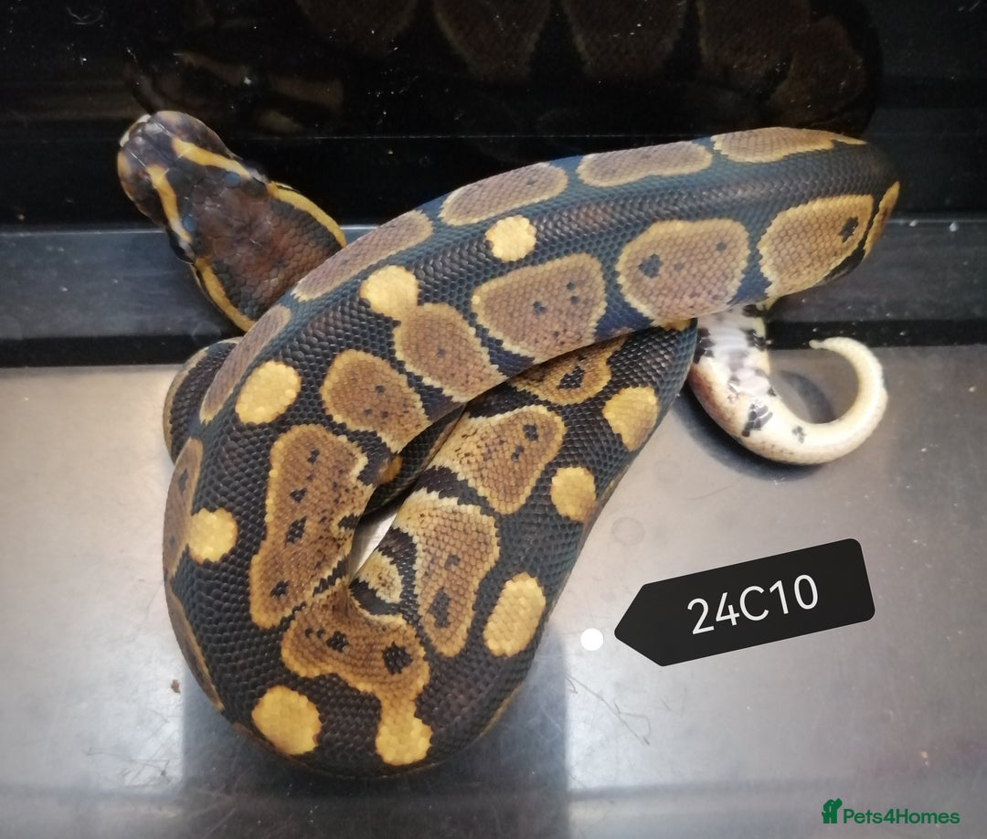 Python Snake reptiles for sale: Royal Python babies - Image 3
