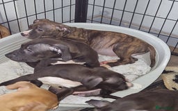 Mixed Breed dogs for sale: Presa/American Johnson bulldog - Image 1