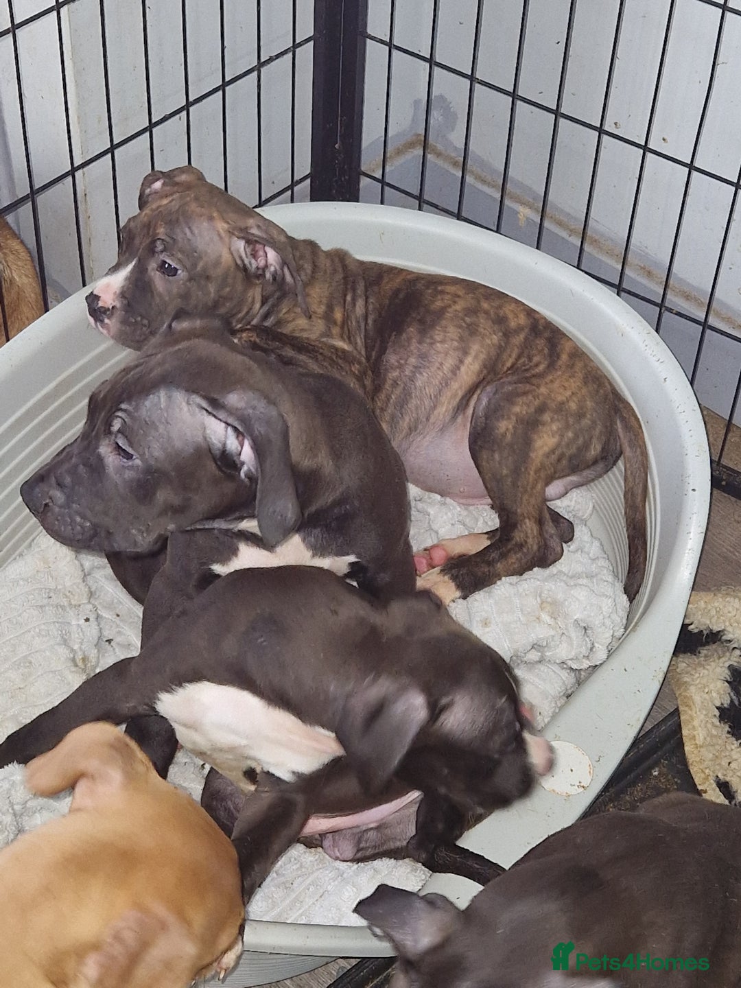 Mixed Breed dogs for sale: Presa/American Johnson bulldog - Image 1