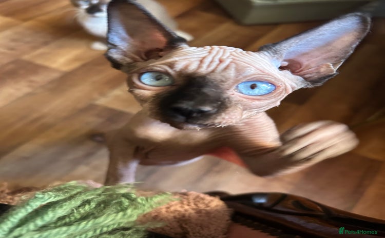 Sphynx cats Sphynx kitten pink with black ears and nose. - Advert 7