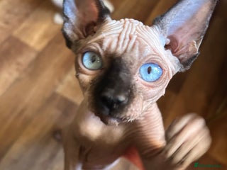 Sphynx cats Sphynx kitten pink with black ears and nose. - Advert 4