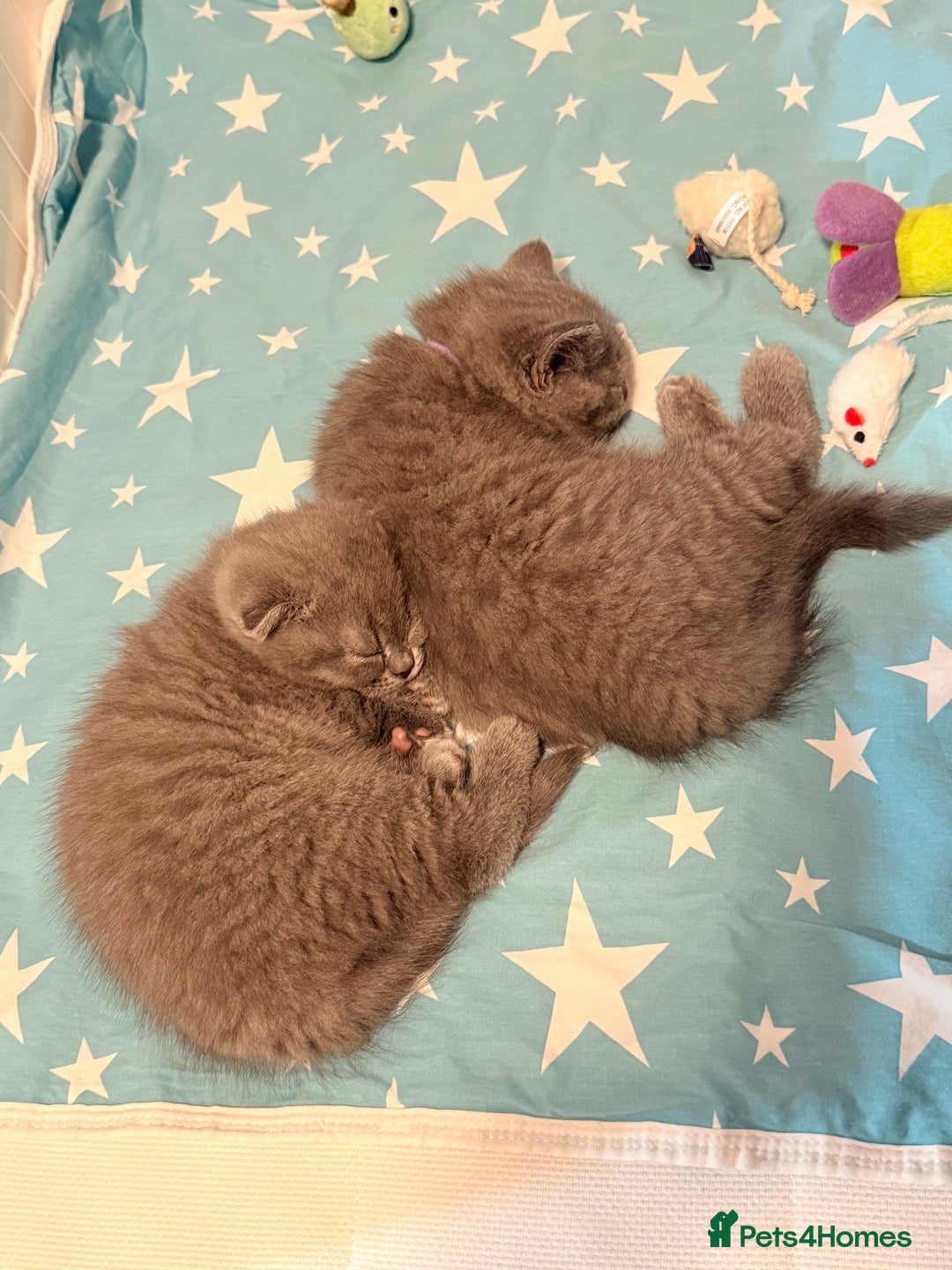 Scottish Fold cats for sale: Scottish Fold&British Shorthair.Vaccinated&Ready - Advert 20