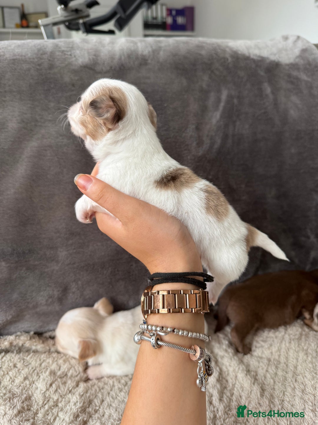 Chihuahua dogs for sale: Long hair chihuahua puppies  - Image 31