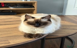 Ragdoll cats for sale: Ragdoll x English shorthair  - Image 2