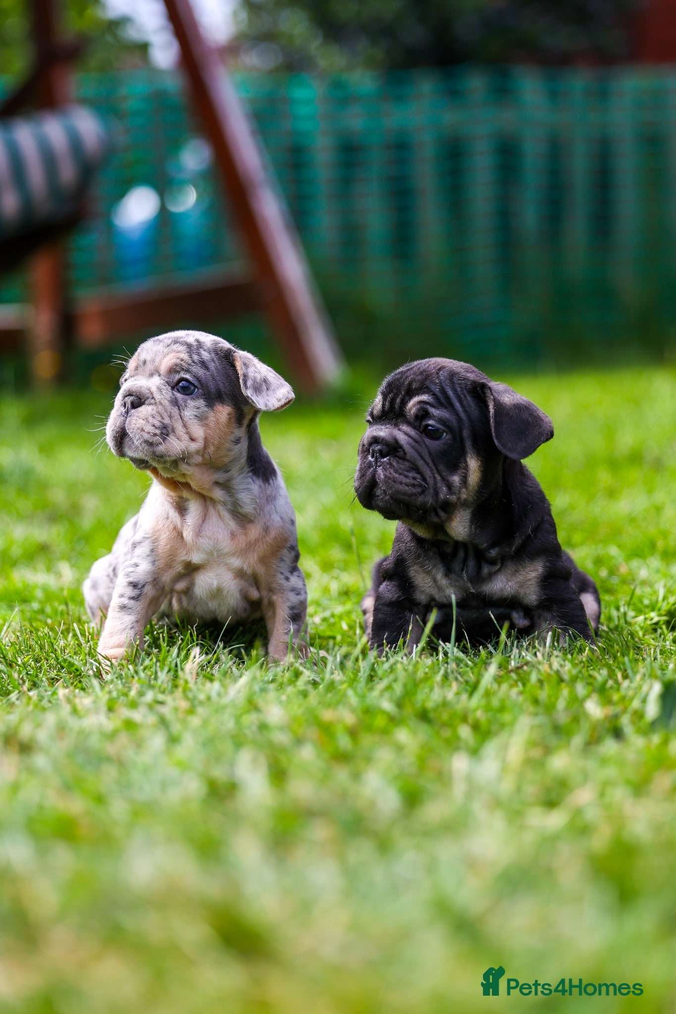 French Bulldog dogs French bulldogs boys and girls  - Advert 6