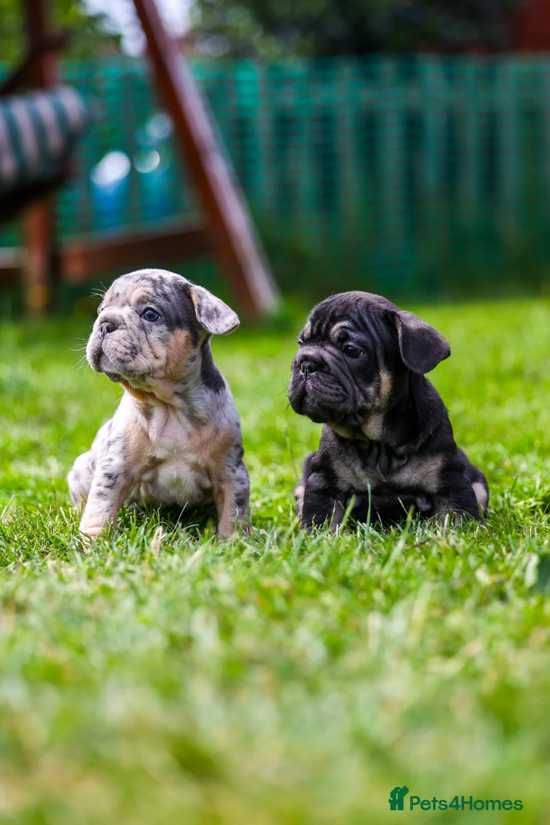 French Bulldog dogs for sale: French bulldogs boys and girls  - Advert 1
