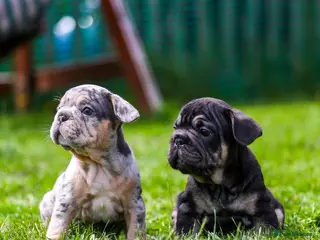 French Bulldog dogs French bulldogs boys and girls - Advert 1