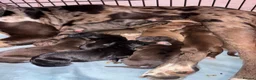 Mixed Breed dogs for sale: Catahoula x  - Advert 22