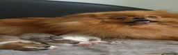 Pomeranian dogs for sale: High Quality Show Pomeranian puppies Champion Mum - Advert 14