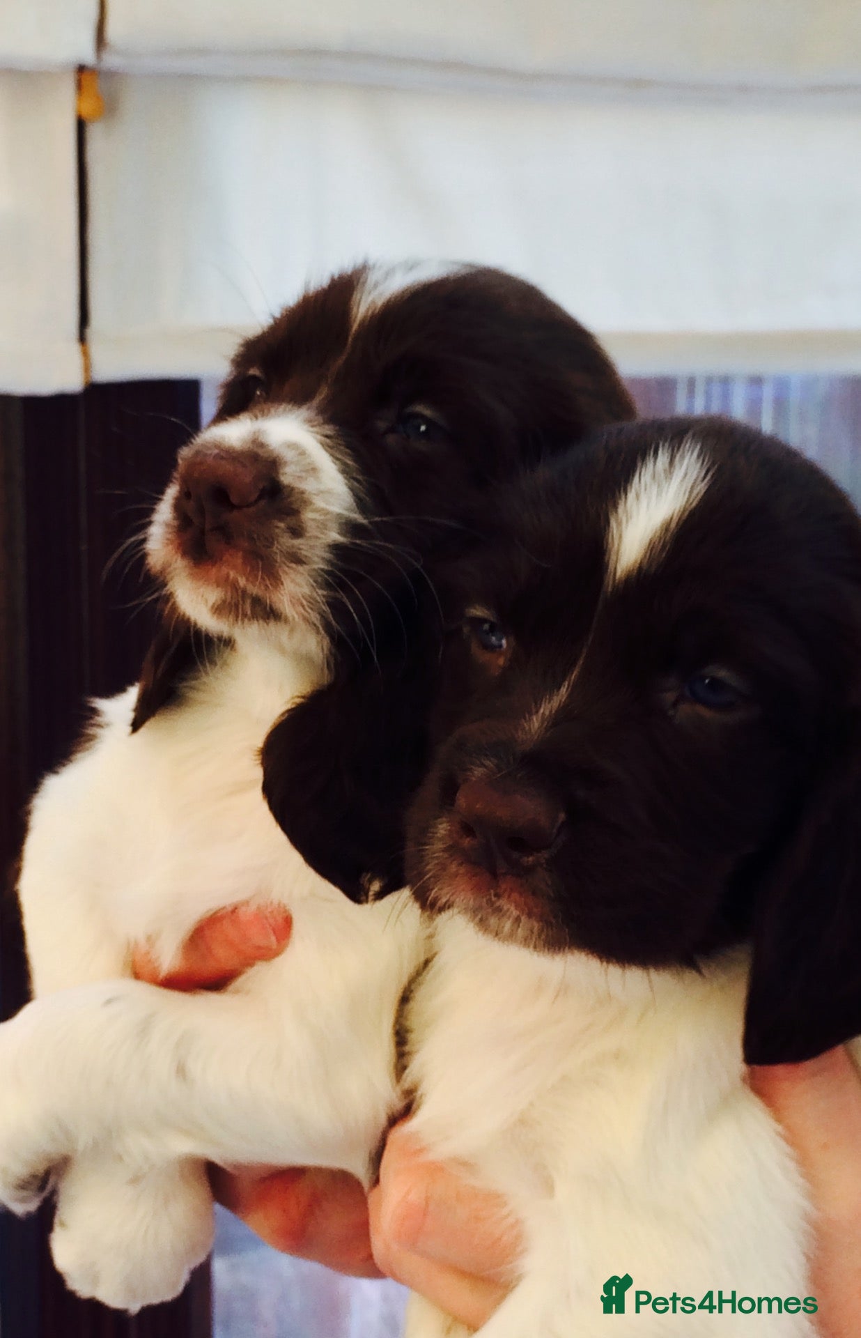 English Springer Spaniel dogs GORGEOUS ENGLISH SPRINGER SPANIEL PUPPIES - Advert 1
