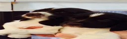 English Springer Spaniel dogs for sale: GORGEOUS ENGLISH SPRINGER SPANIEL PUPPIES - Advert 4