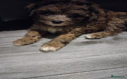 Poochon dogs for sale: Poochons💥 2 Beauties READY TO LEAVE NOW 💥  - Image 38