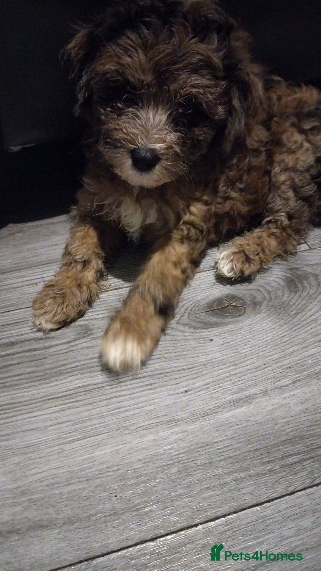 Poochon dogs for sale: Poochons💥 2 Beauties READY TO LEAVE NOW 💥  - Image 38