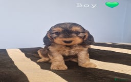 Cockapoo dogs for sale: Miniature cockapoo puppies - Image 5