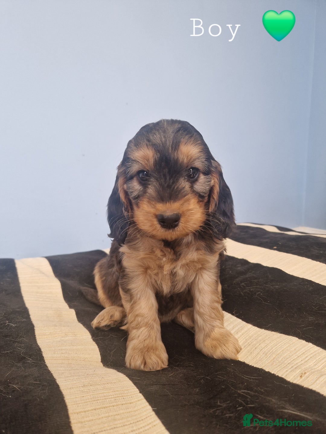 Cockapoo dogs for sale: Miniature cockapoo puppies - Image 5