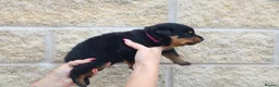 Rottweiler dogs for sale: Rottweiler Puppies  - Advert 9