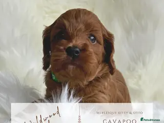 Cavapoo dogs 5 ⭐️ LICENSED BREEDER HEALTH TESTED F1 CAVAPOOS - Advert 5