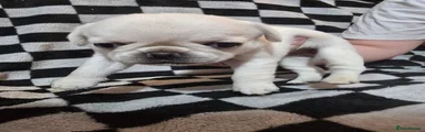 Pug 6