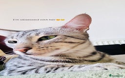 Savannah cats for sale: Saphire - Image 7
