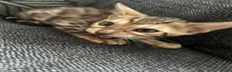 Bengal cats for sale: Bengal kitten - Advert 3
