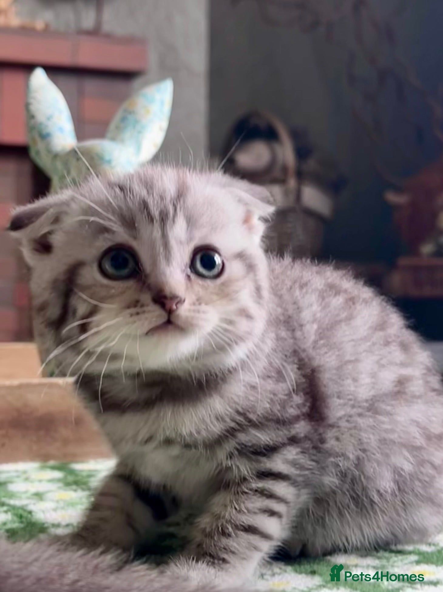 Scottish Fold cats Scottish Fold/Straight kittens - Advert 1