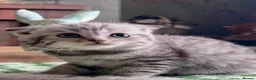 Scottish Fold cats for sale: Scottish Fold/Straight kittens - Advert 1
