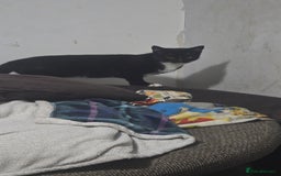 Domestic Shorthair cats for sale: 6 month on kitten  - Image 7