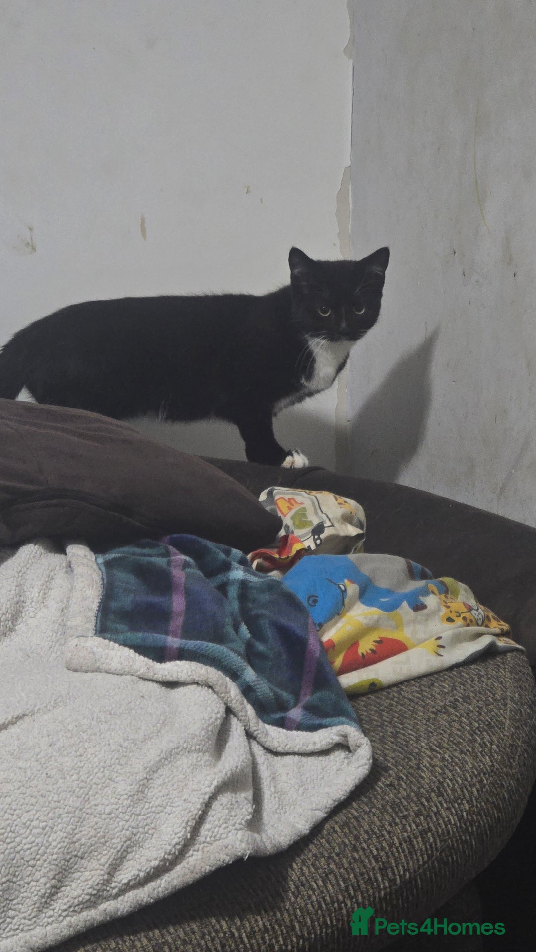 Domestic Shorthair cats for sale: 6 month on kitten  - Image 7