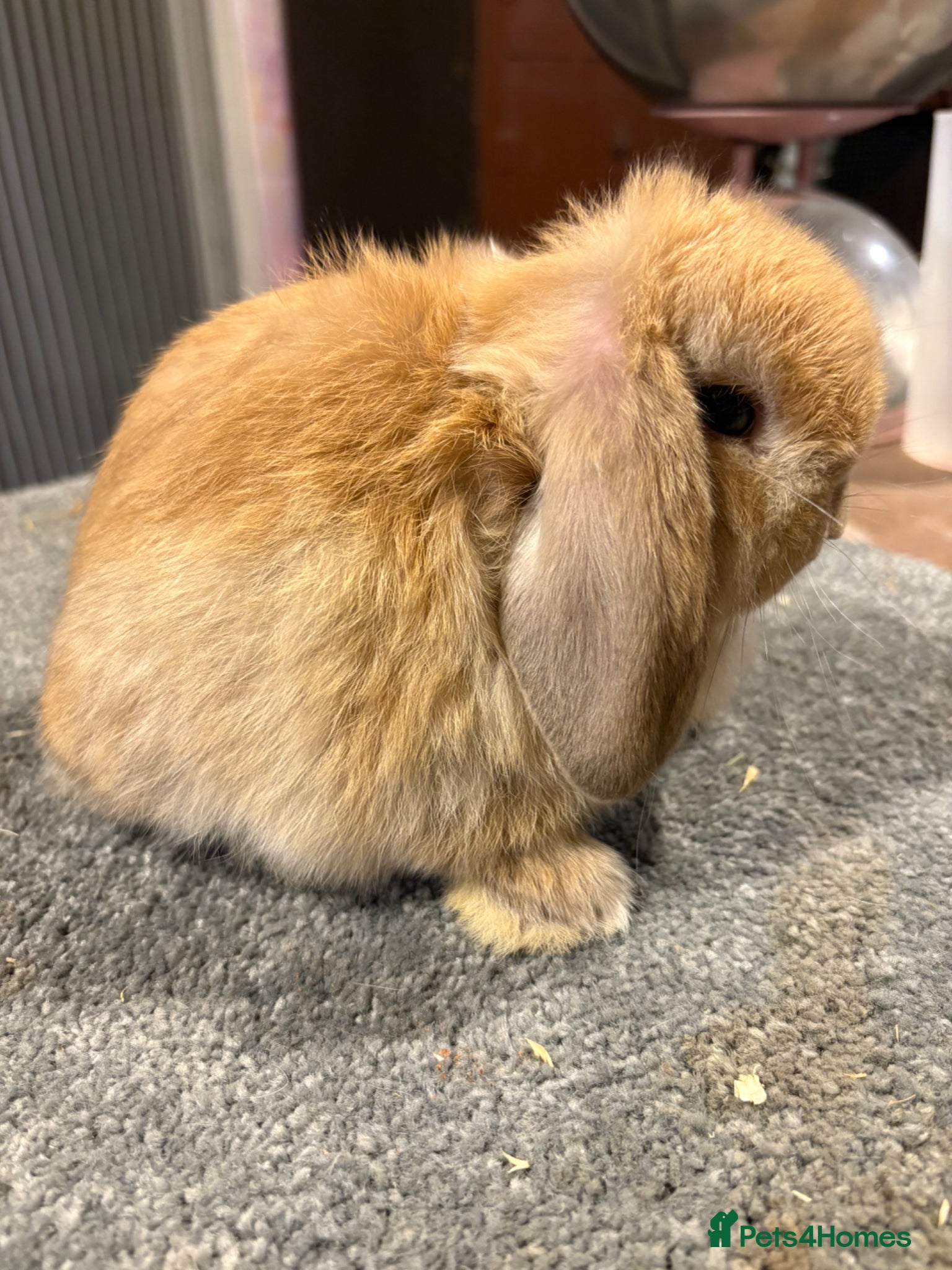 Mini Lion Lop rabbits UPDATED 27/05 mini lop doe available  - Advert 1