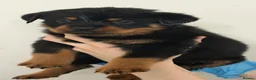 Rottweiler dogs for sale: Only 4 Beautiful Rottweiler Pups Ready in 2 weeks  - Advert 36